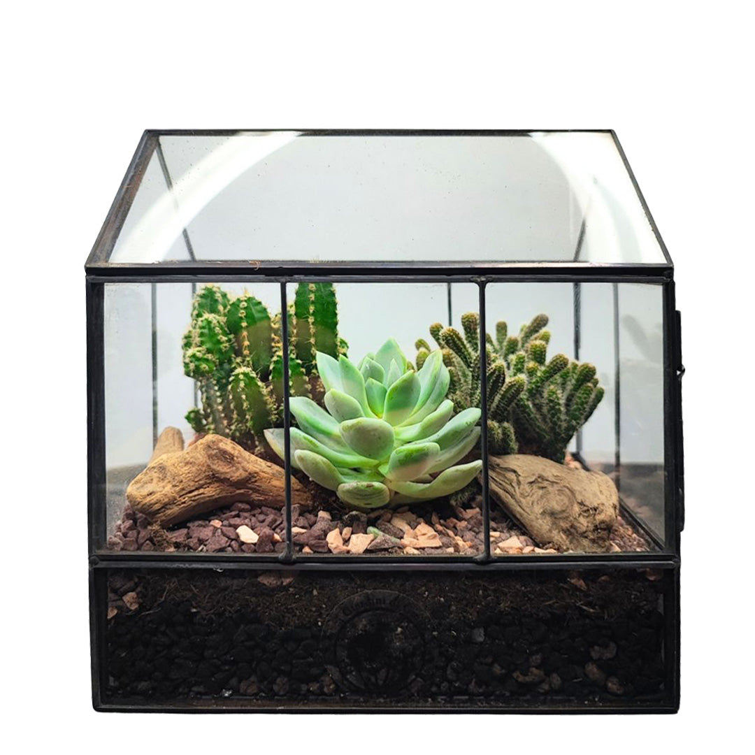 Terrarium Mini Serra con Piante Grasse 062G - i Giardini di Giulia  