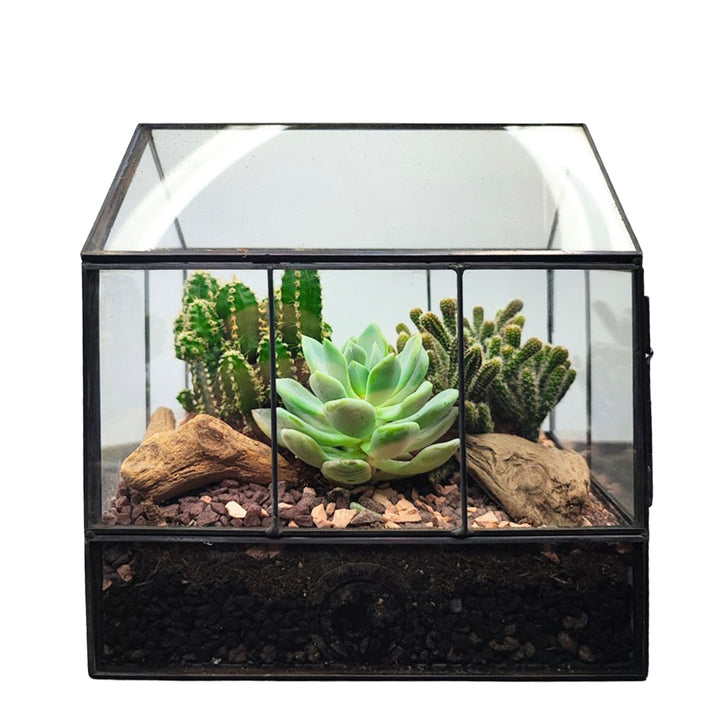 Terrarium Mini Serra con Piante Grasse 062G - i Giardini di Giulia  