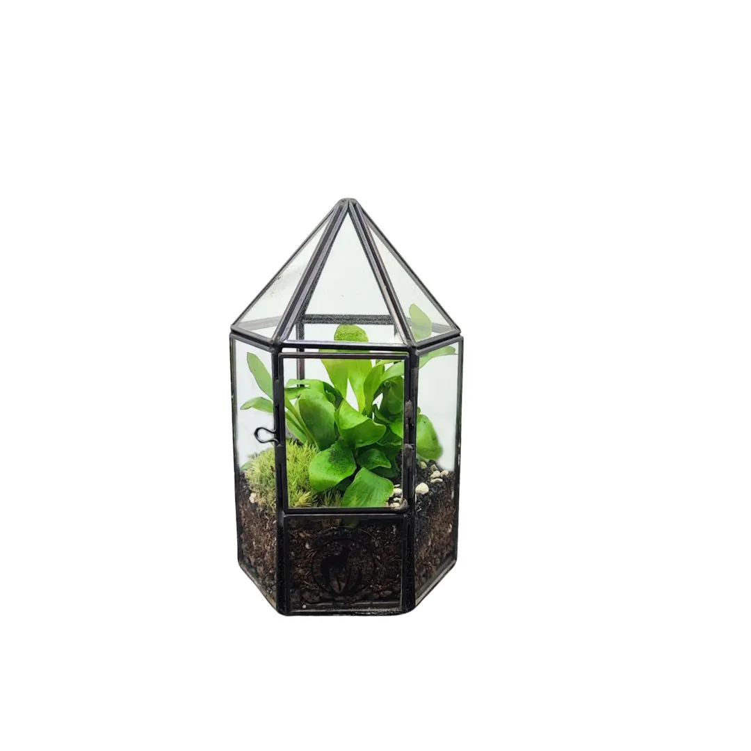 Terrarium Geometrico Dalia - vista frontale su tavolo in legno con piante verdi