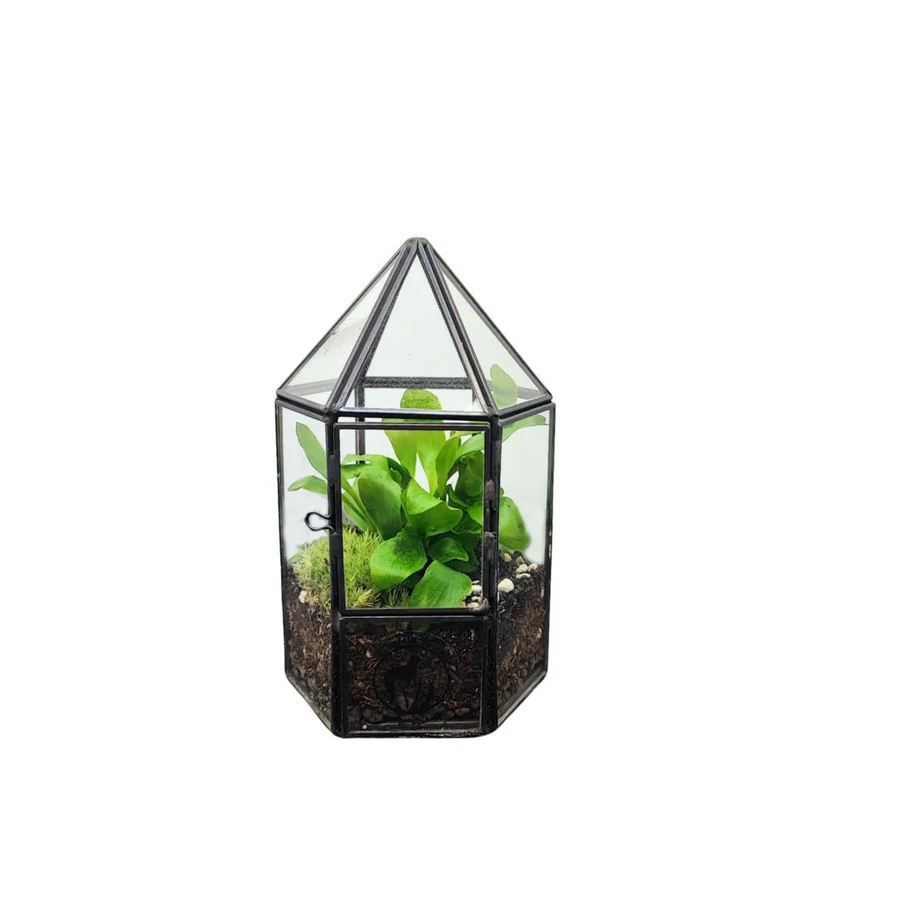 Terrarium Geometrico Dalia - vista frontale su tavolo in legno con piante verdi