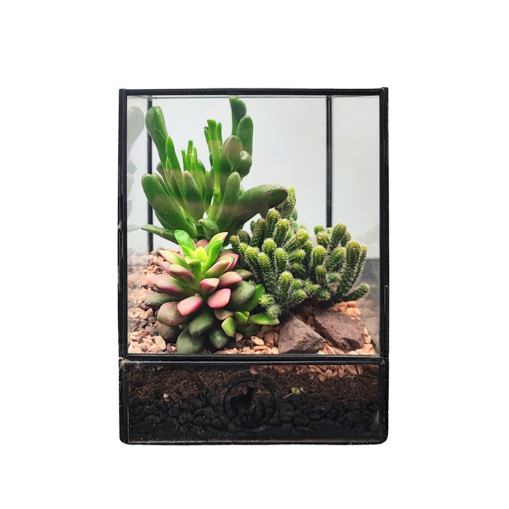 Terrarium Rettangolare con Piante Grasse - i Giardini di Giulia  