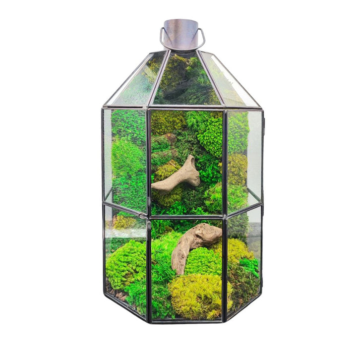 Terrarium lanterna in vetro con muschio stabilizzato e legni naturali decorativi

