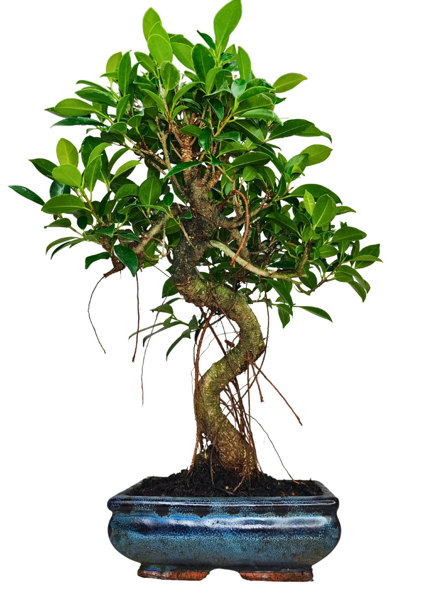 immagine di un Bonsai Ficus Retusa on foglie verdi in vaso di ceramica blu tutto su sfondo bianco 
