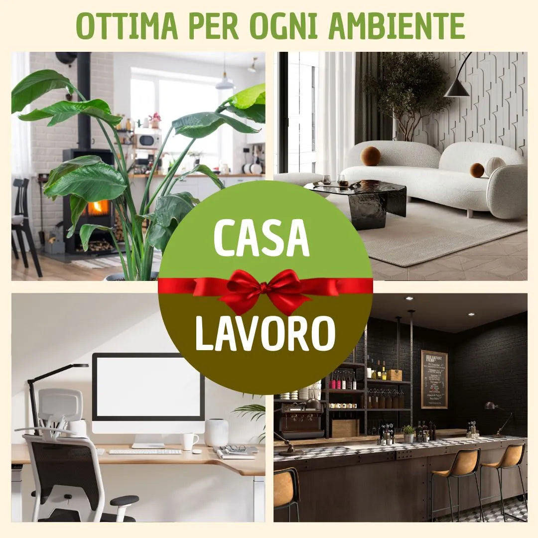 Bonsai olivo in vaso andromeda con scatola regalo