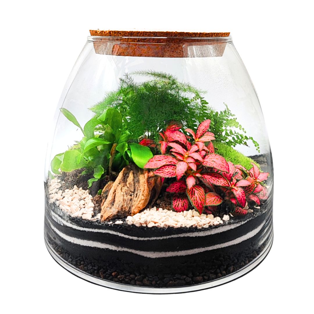 Terrarium "Tropical Haven" - i Giardini di Giulia  