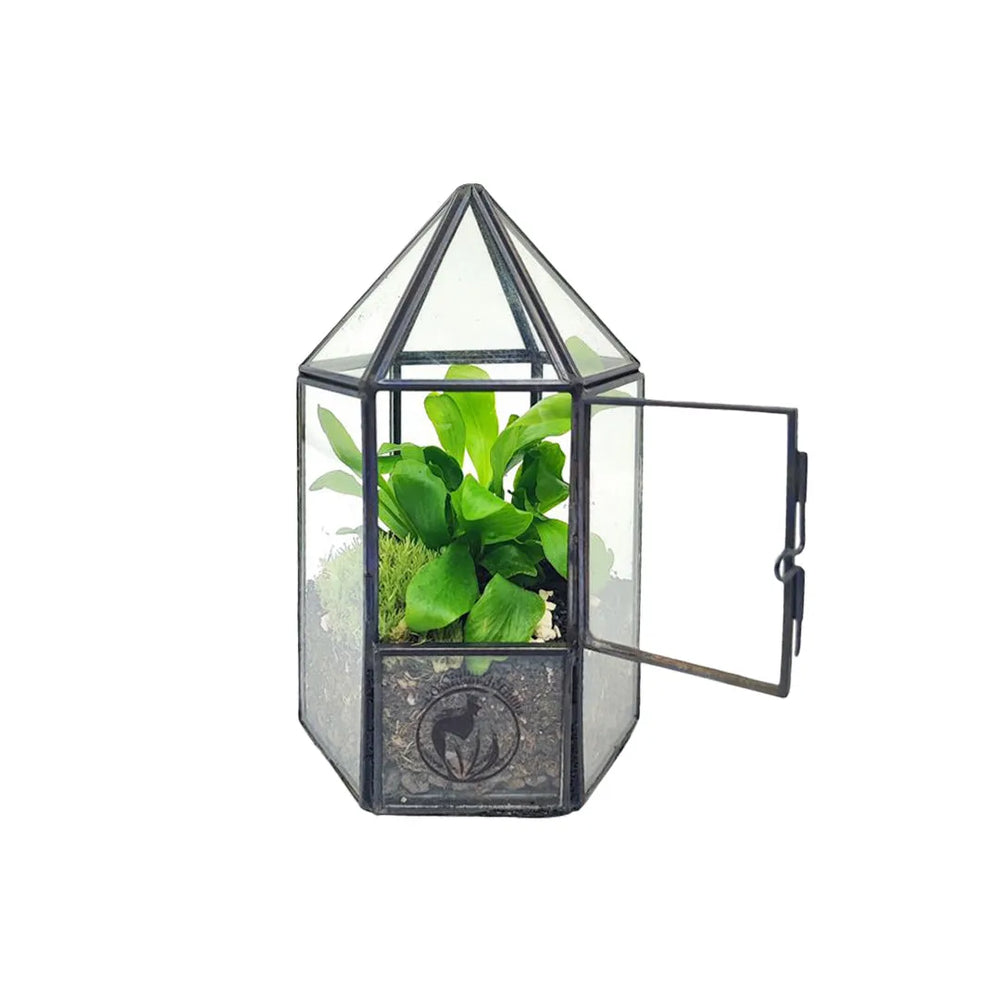 Terrarium piante in vetro - dettaglio della felce tropicale e muschio stabilizzato