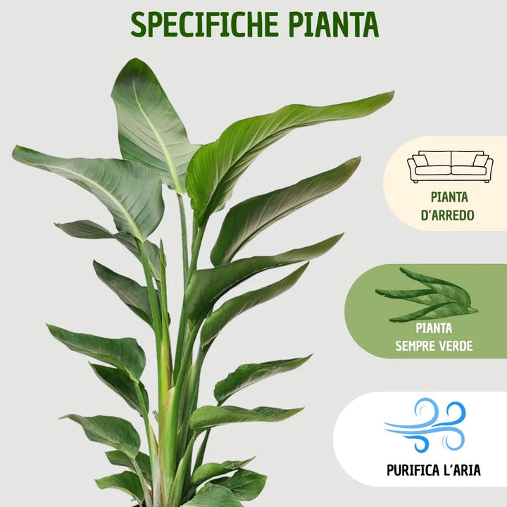 Strelitzia Nicolai , Paradise Bird - i Giardini di Giulia 