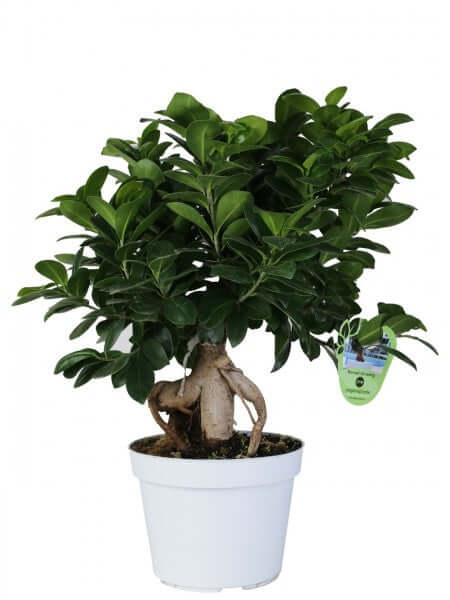 L'immagine presenta Bonsai Ficus Ginseng in vaso plastica bianco Container