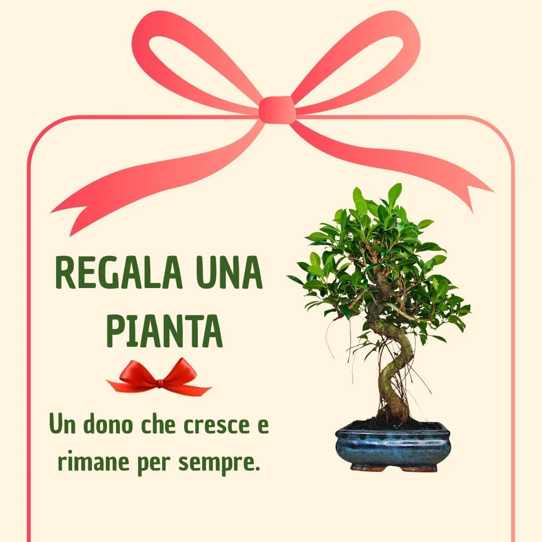 Bonsai Ficus Retusa S-Shape con scatola regalo