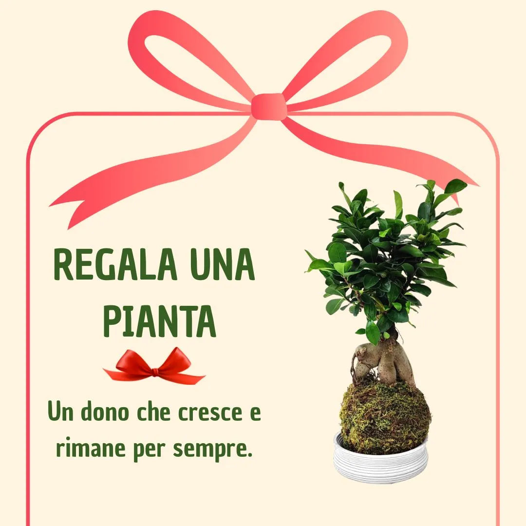 Kokedama Bonsai Ficus Ginseng con scatola regalo