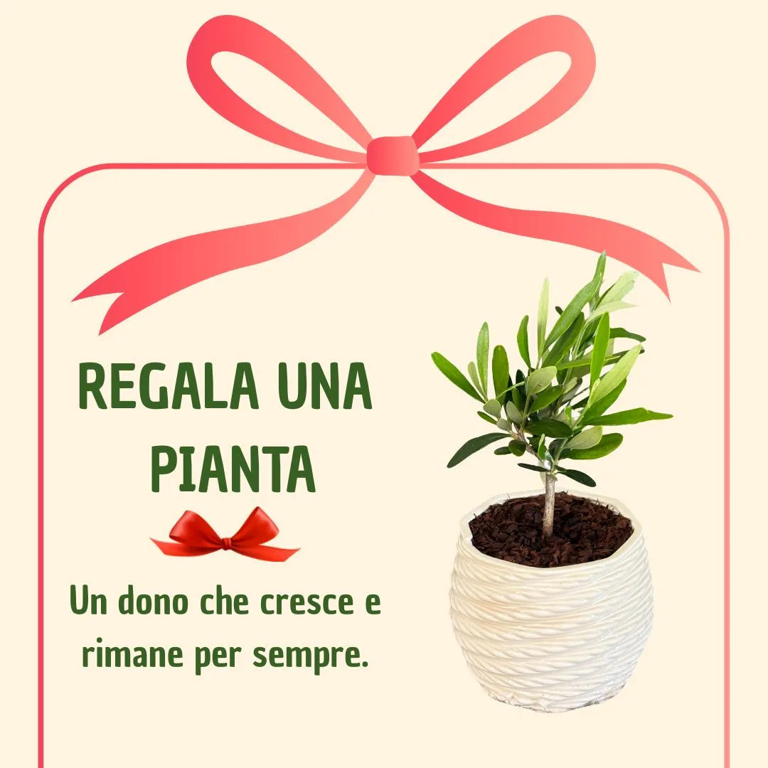 Bonsai olivo in vaso carina con scatola regalo