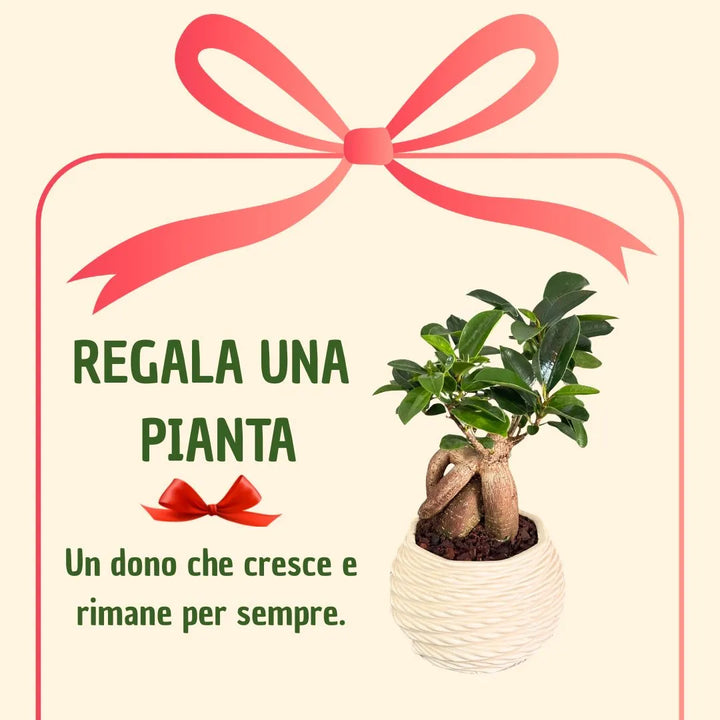 Bonsai ficus ginseng in vaso carina con scatola regalo