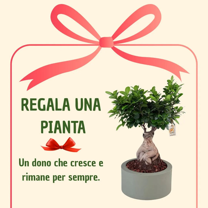 Bonsai ficus ginseng in vaso echo con scatola regalo
