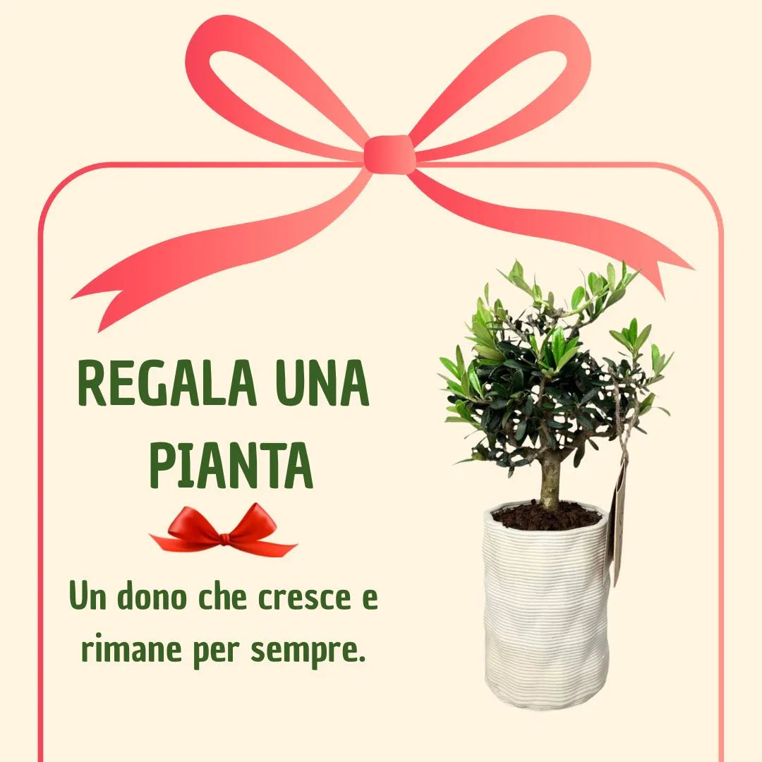 Bonsai olivo in vaso andromeda con scatola regalo