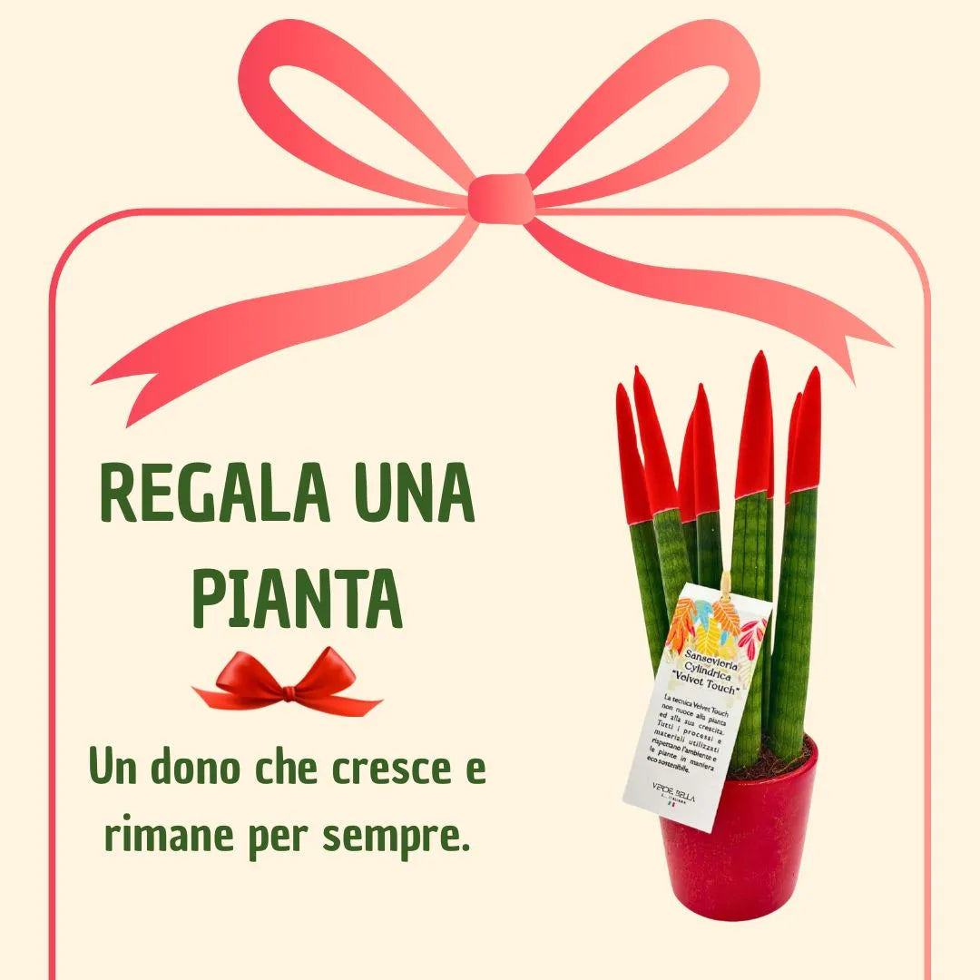 Sansevieria Velvet Touch rossa con scatola regalo