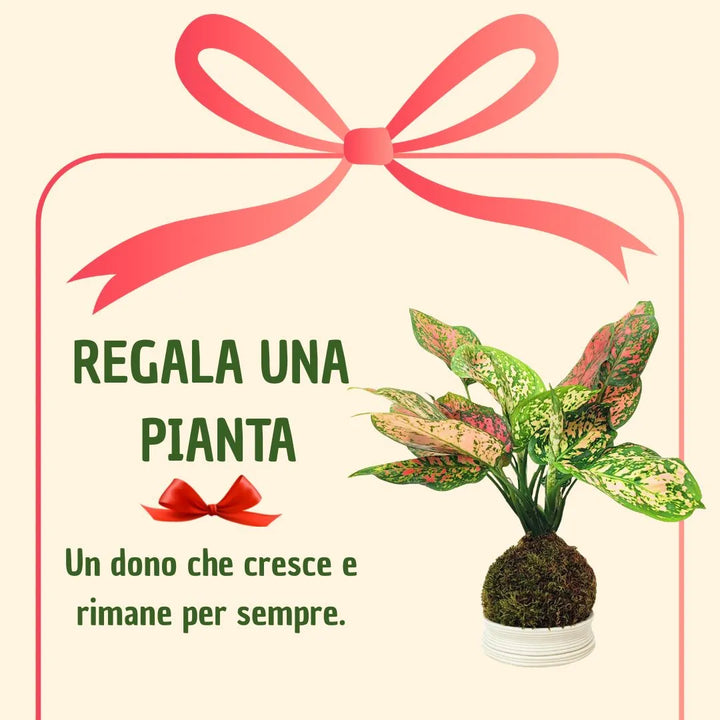 Kokedama Aglaonema Red Uniame con scatola regalo
