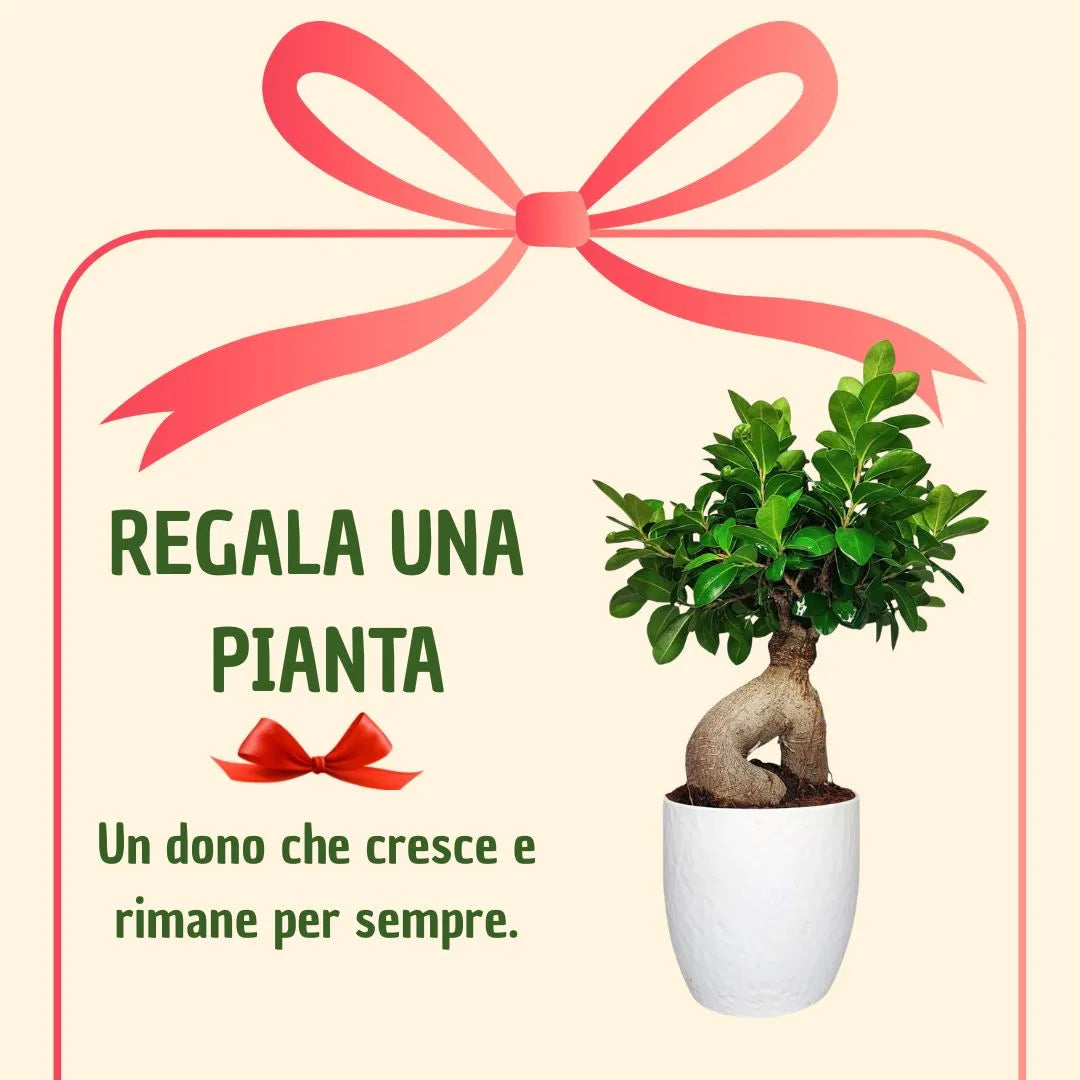Bonsai ficus ginseng in vaso boston con scatola regalo