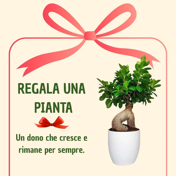 Bonsai ficus ginseng in vaso boston con scatola regalo