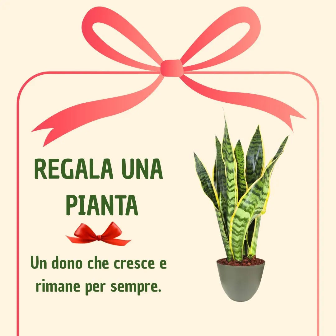 Sansevieria  Laurentii H.35 con scatola regalo