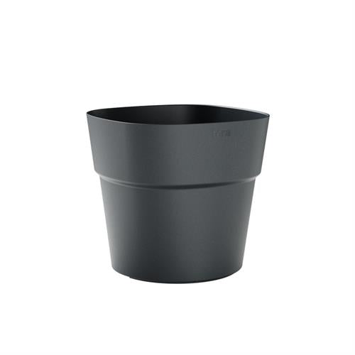 Vaso Andromeda - i Giardini di Giulia  