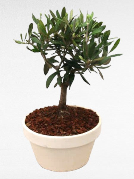 l'immagine mostra un olivo bonsai in un vaso circolare di terracotta