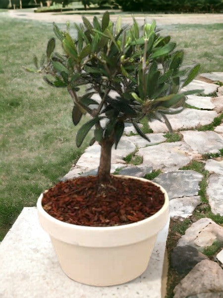 Bonsai olivo piccolo in vaso di terracotta poggiato su pietra rettangolare , sfondo giardino con prato inglese e pietre poste a terra