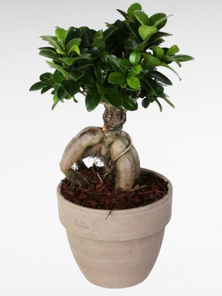 L'immagine presenta Bonsai Ficus Ginseng in vaso terracotta 