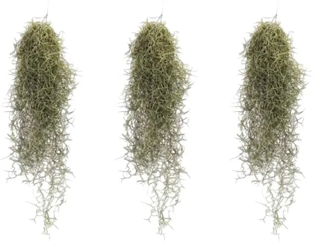Tillandsia Usneoides (Spanish Moss) 20/22 B L