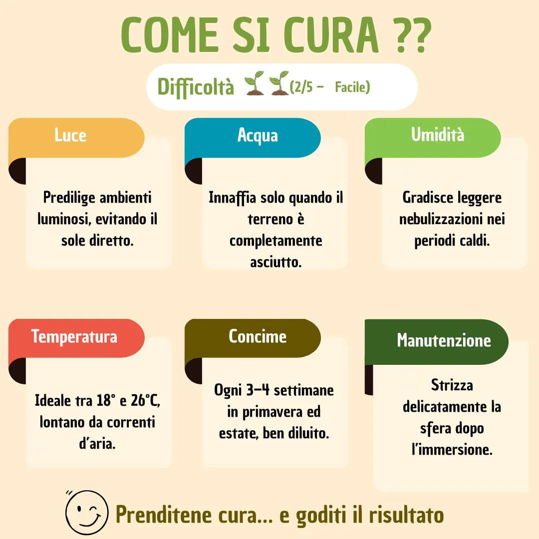 Kokedama Bonsai Ficus Ginseng con scatola regalo