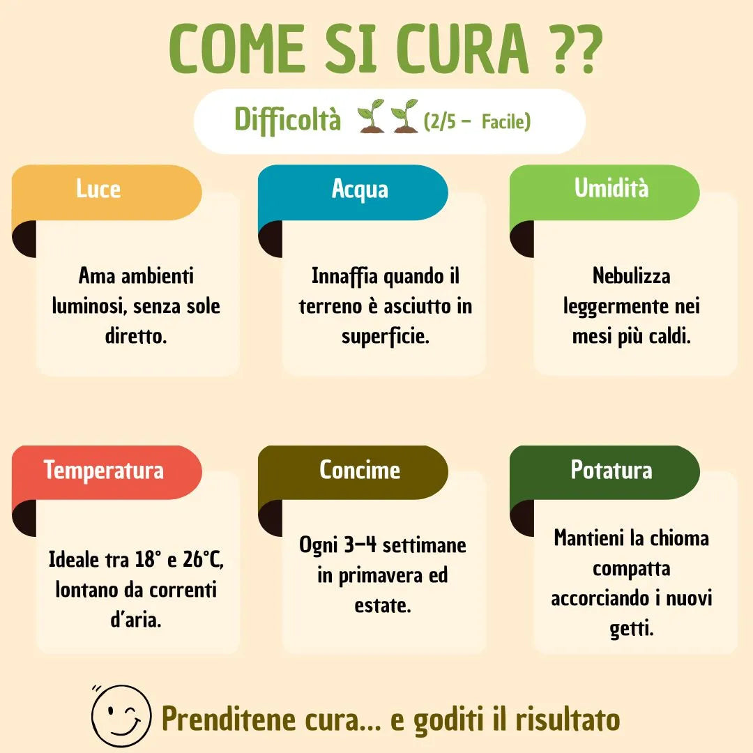 Bonsai ficus ginseng in vaso boston con scatola regalo