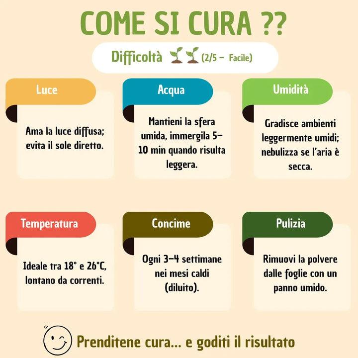 Kokedama Aglaonema Sab Mongkol con scatola regalo