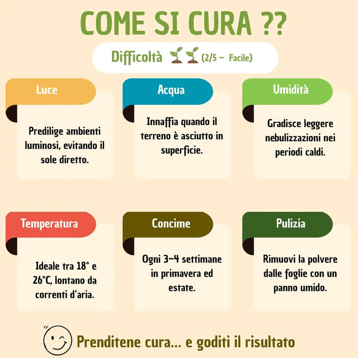 Bonsai Ficus Retusa S-Shape con scatola regalo