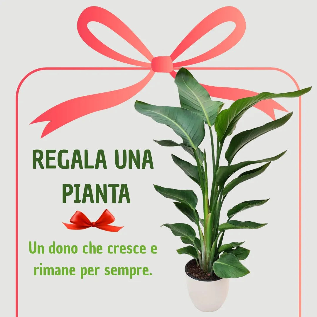 Strelitzia Nicolai , Paradise Bird - i Giardini di Giulia 