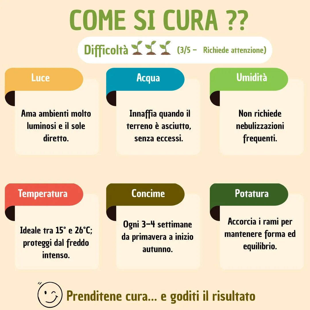 Bonsai olivo in vaso carina con scatola regalo