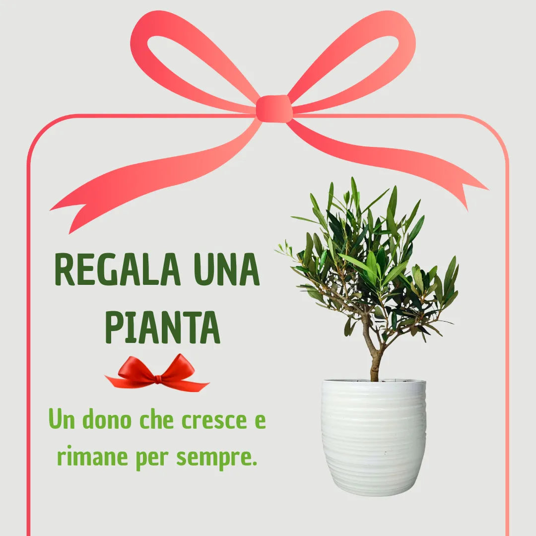 Bonsai Olivo - Altezza Pianta 40 cm, Vaso di Ceramica Bergamo