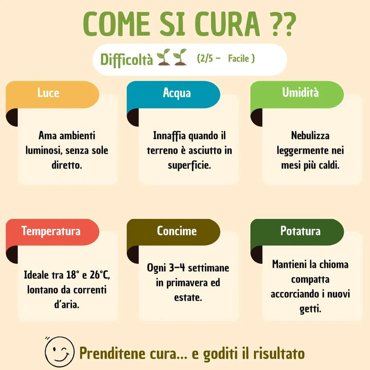 Bonsai ficus ginseng in vaso carina con scatola regalo