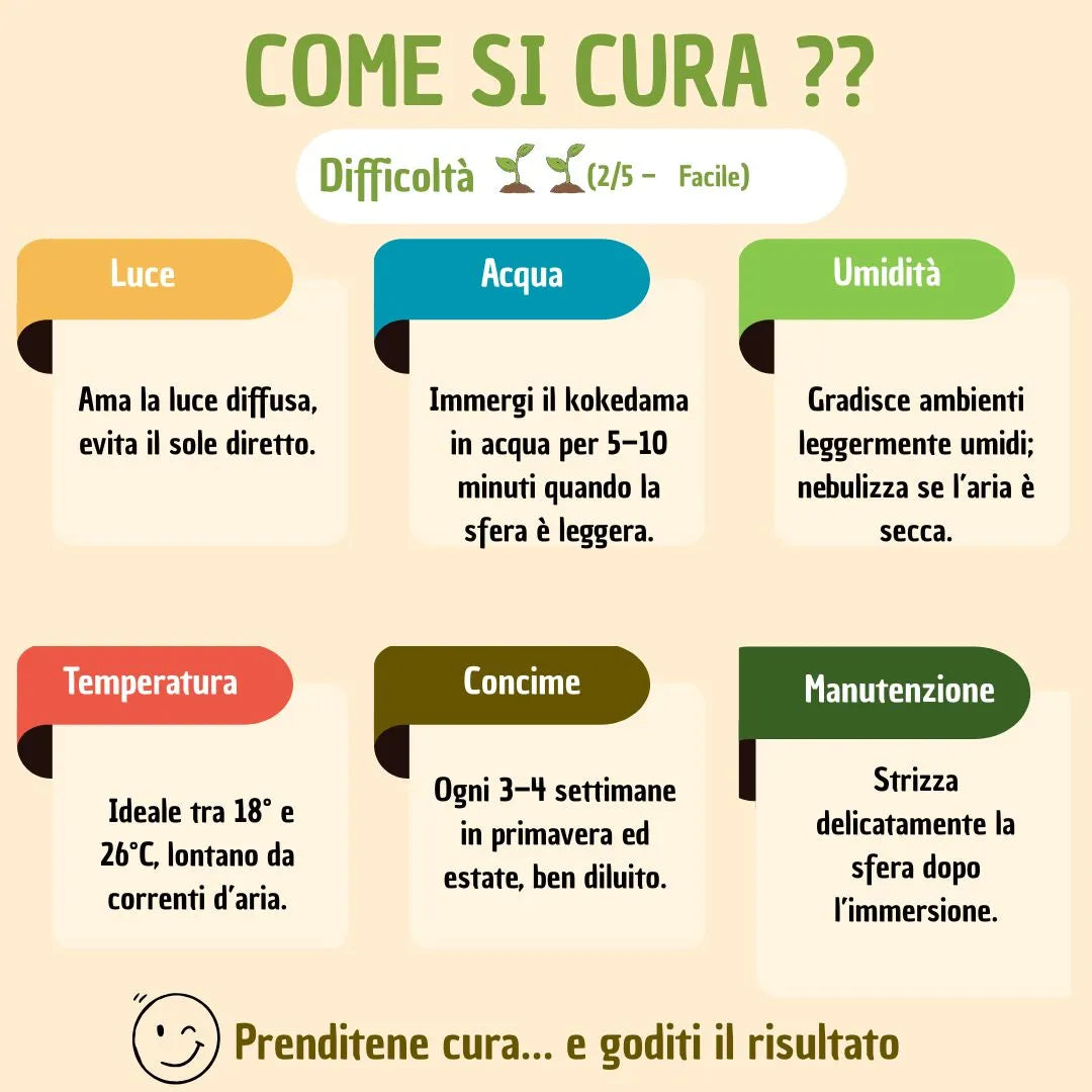 Kokedama Aglaonema Red Uniame con scatola regalo