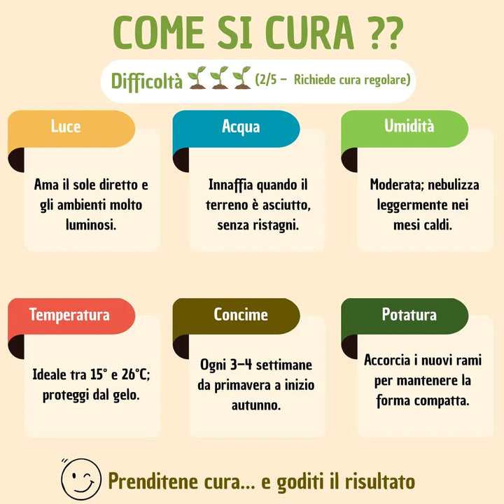 Bonsai olivo in vaso andromeda con scatola regalo