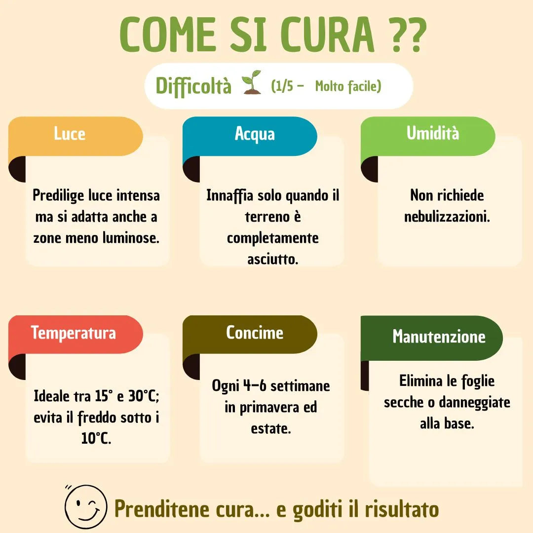 Sansevieria Velvet Touch rossa con scatola regalo