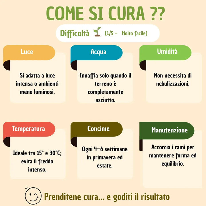 Sansevieria  Laurentii H.60 con scatola regalo