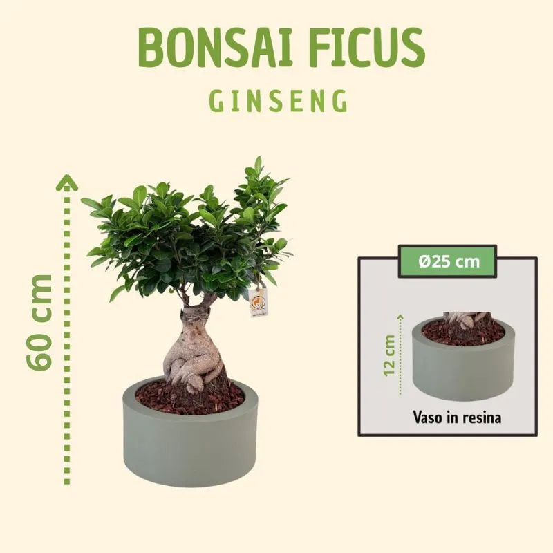 Bonsai ficus ginseng in vaso echo con scatola regalo