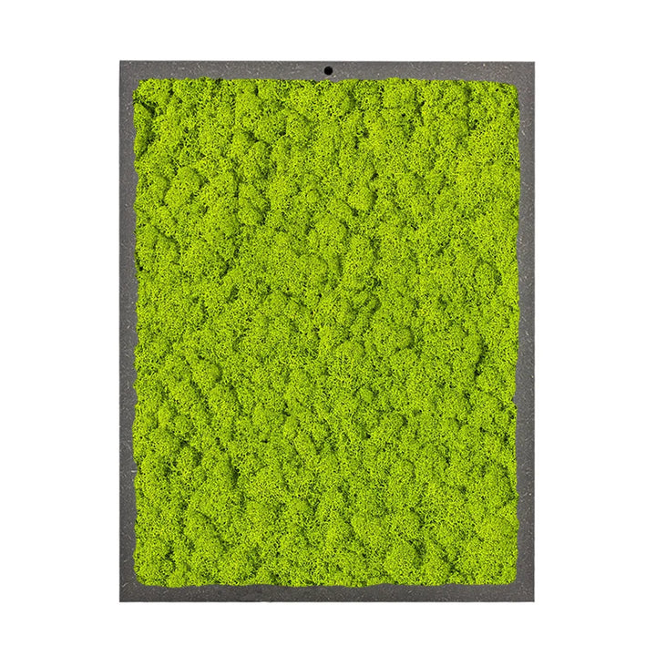 limmagine mosta un quadro con licheni di colore verde chiaro 