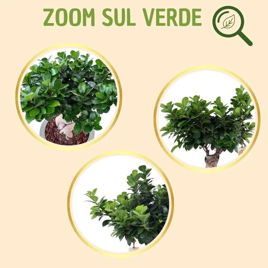 Bonsai ficus ginseng in vaso echo con scatola regalo