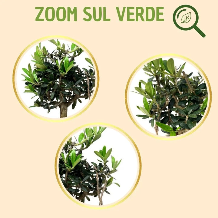 Bonsai olivo in vaso andromeda con scatola regalo