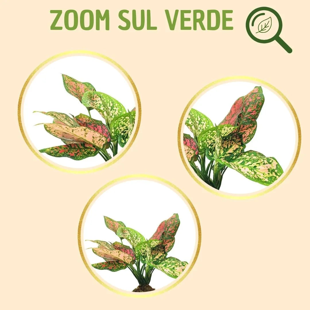 Kokedama Aglaonema Red Uniame con scatola regalo