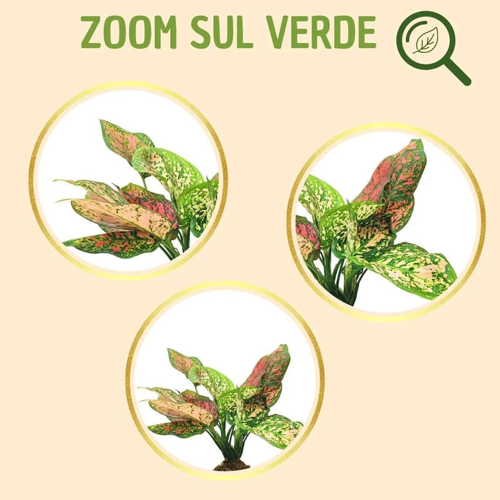 Kokedama Aglaonema Red Uniame con scatola regalo