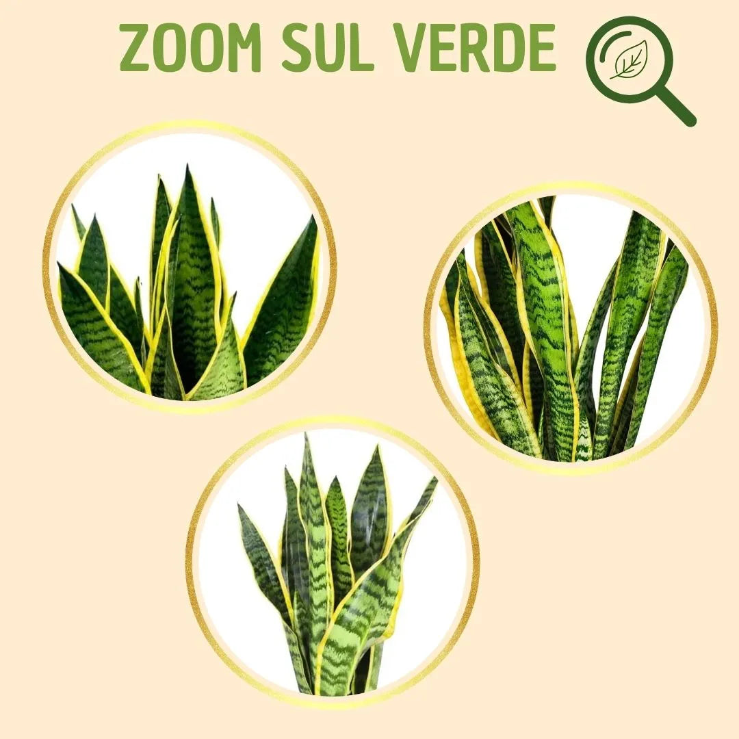 Sansevieria  Laurentii H.35 con scatola regalo