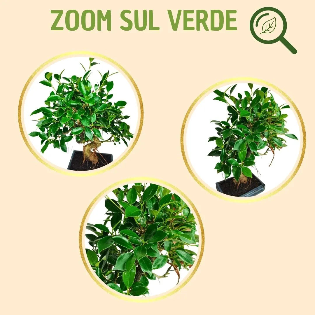 Bonsai Ficus Retusa S-Shape con scatola regalo