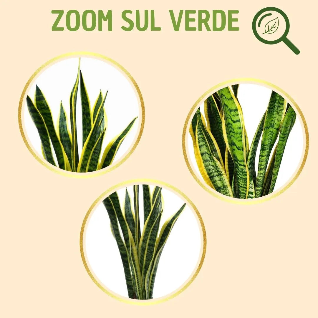 Sansevieria  Laurentii H.60 con scatola regalo