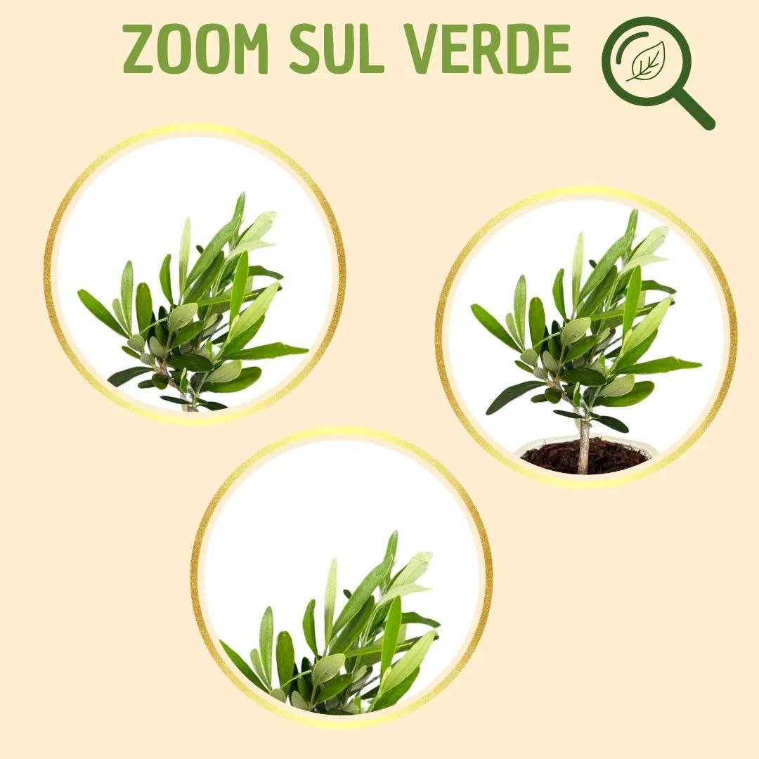 Bonsai olivo in vaso carina con scatola regalo